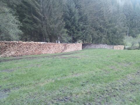 Brennholz Esche