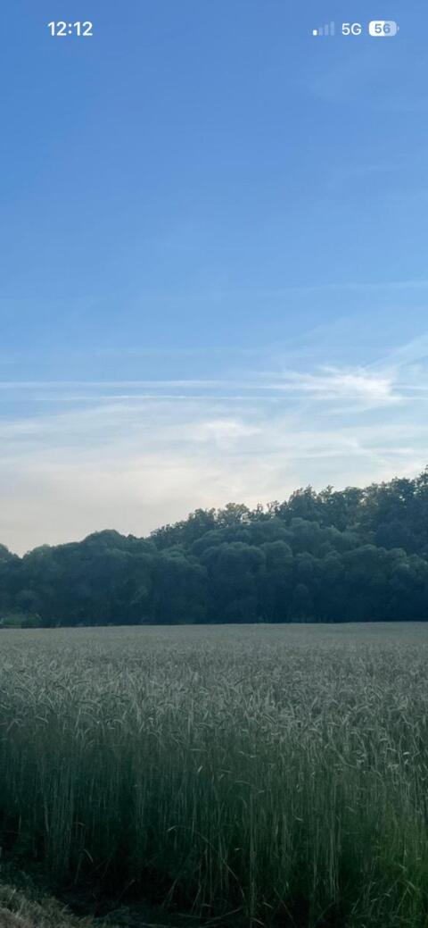 Bio-Winterroggen „Schlägler“