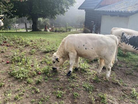 Pustertaler Stier