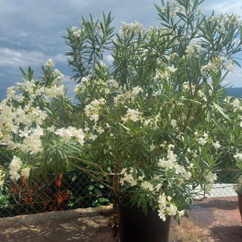 Oleander weiß