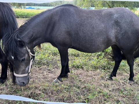 Süße Ponystute