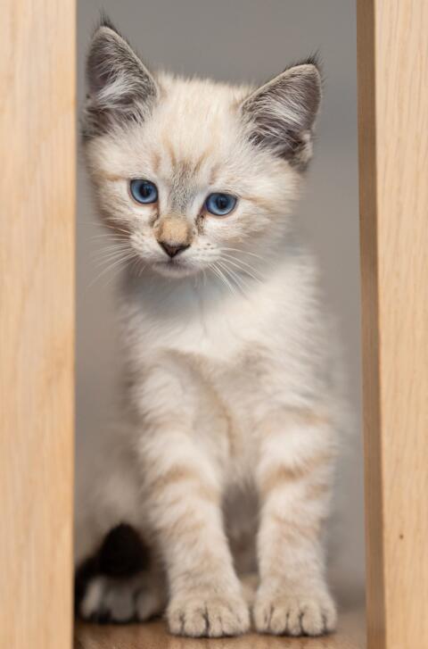 Ragdoll-Kitten