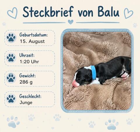Zuckersüße Hundewelpen