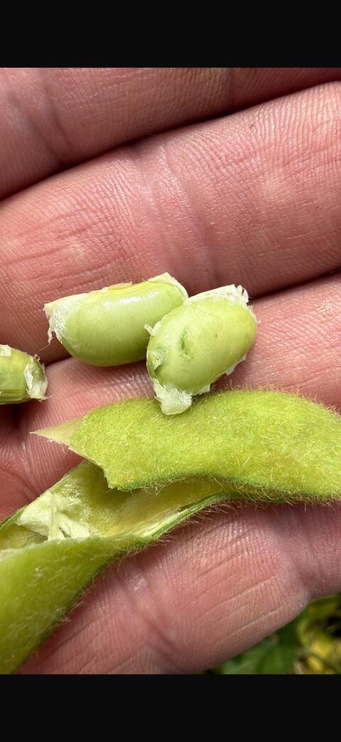 Bio-Soja-Silageballen