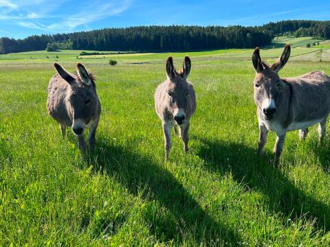 Eselfamilie