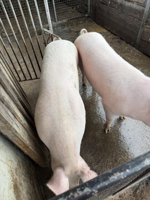 Schweine