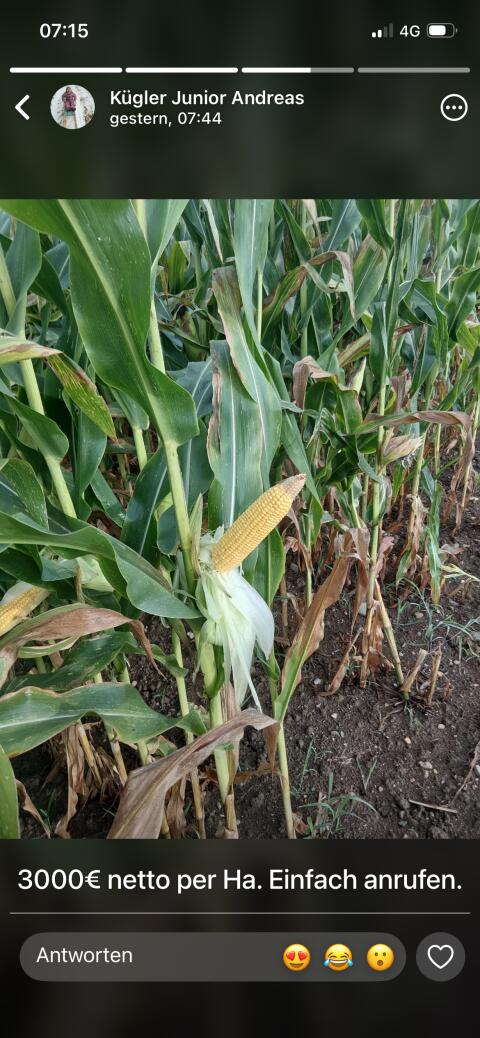 16 ha Mais ab Feld