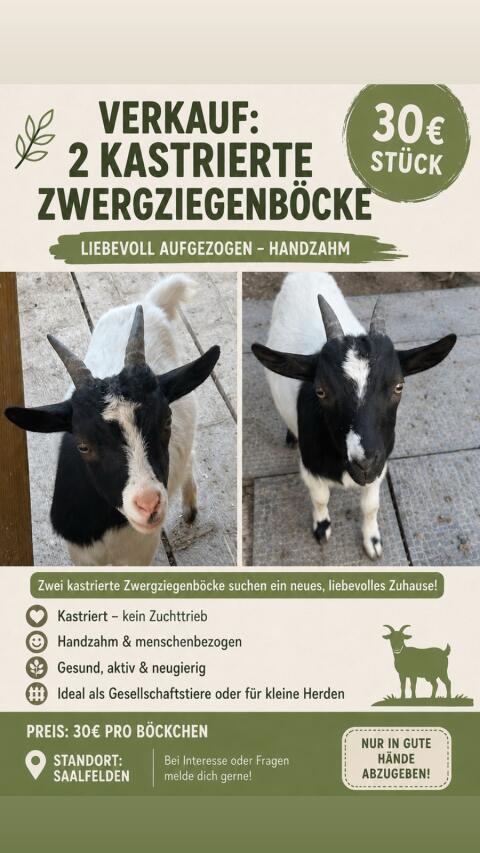 Zwergziegenböcke