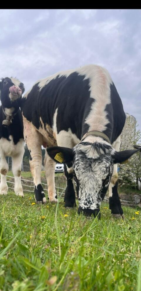 Kalb