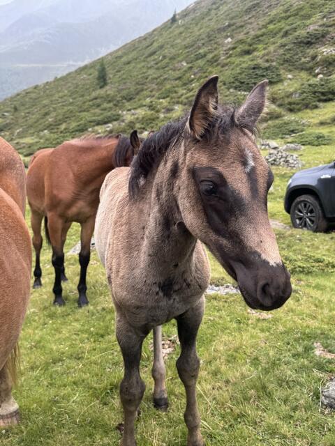 Haflinger x Araber Stutfohlen
