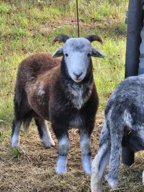 Herdwick-Bock
