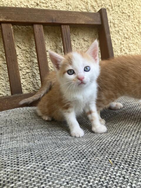 Verkaufe Babykatze, weiblich