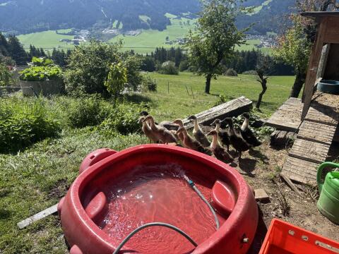 Junge Laufenten zu verkaufen