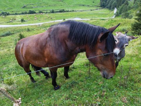 Schwerer Noriker Wallach