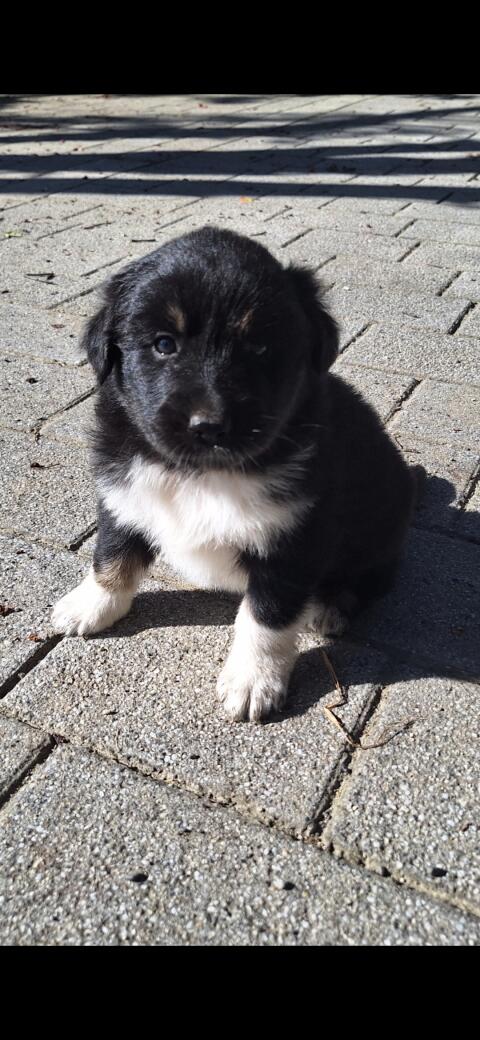 Welpen