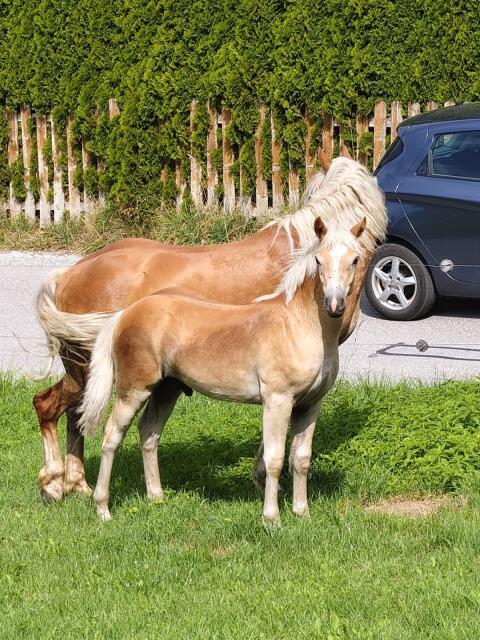 Haflinger Hengstfohlen