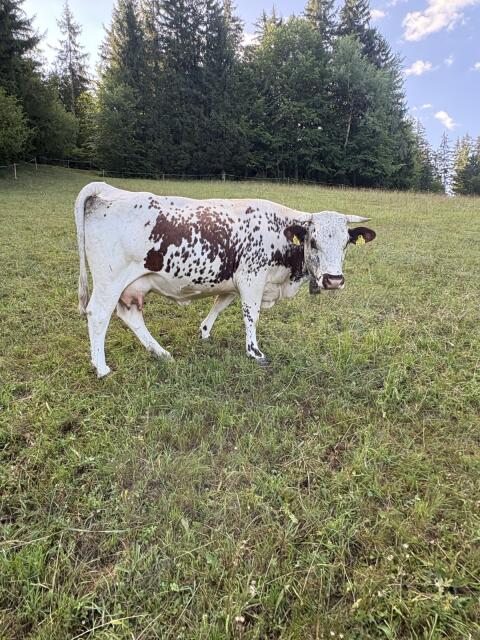 Bio Pustertaler Sprinzenkuh mit Stierkalb