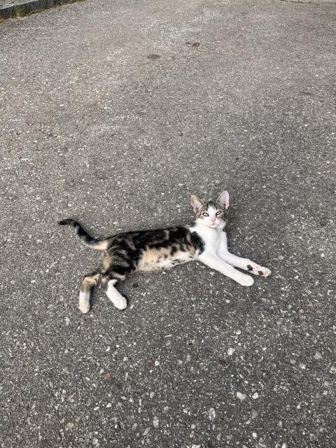 Kätzchen, Katzen