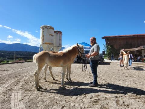 Haflinger Hengstfohlen