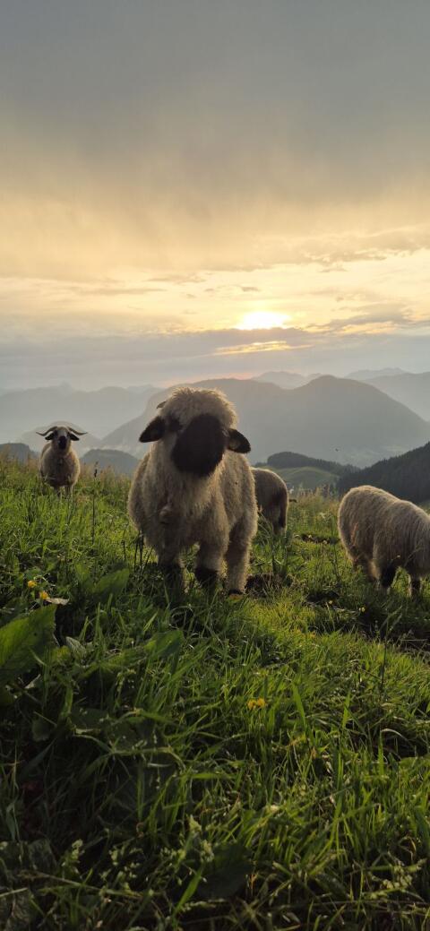 Walliser Schwarznasenwidderlamm