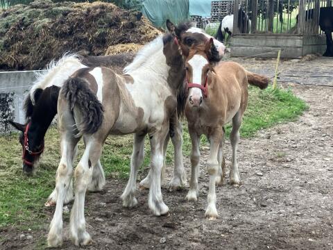 Tinker Irish Cob Fohlen