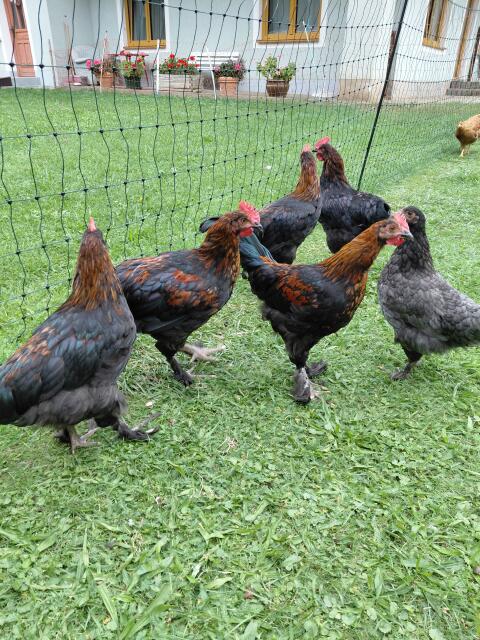 Marans Junghähne