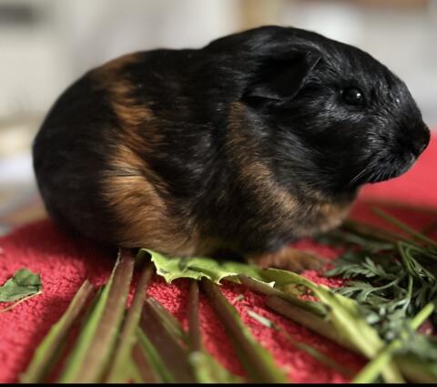 Meerschweinchen-Glück-und-Zärtlichkeit-Paket