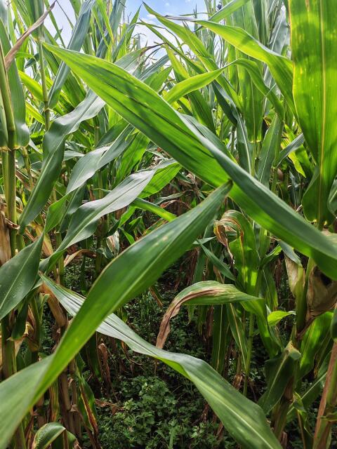 Silomais ab Feld