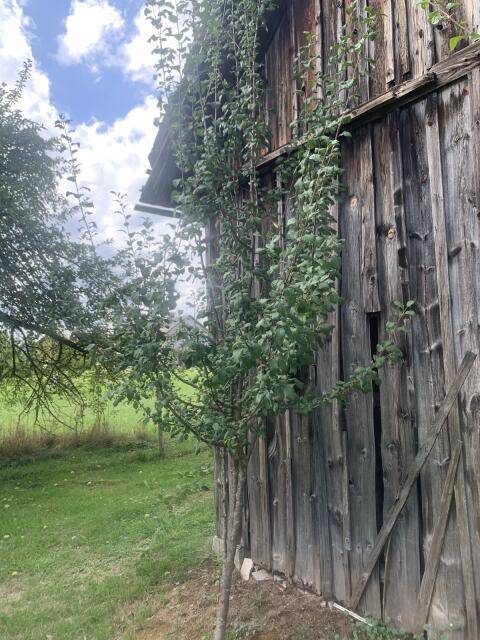 Pflaumenbaum