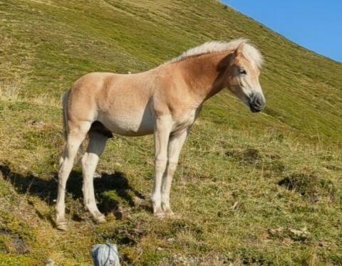 Samson, Haflinger-Junghengst, Top-Charakter, Zukunftsperspektive