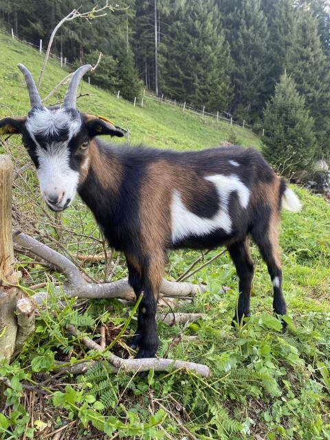 Tauernschecken-Kitz