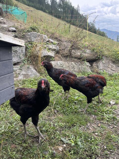 Araucana Junghähne zu verkaufen