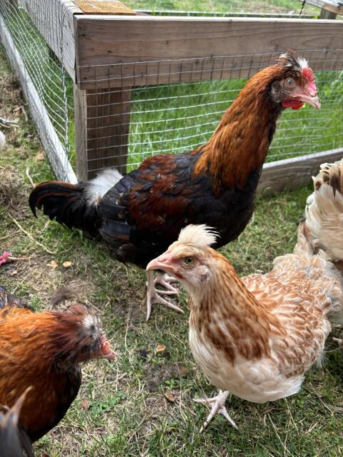 Sulmtaler Hähne