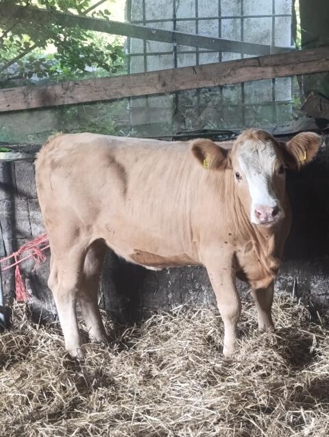 Charolais/Fleckvieh-Kreuzungsrind zu verkaufen