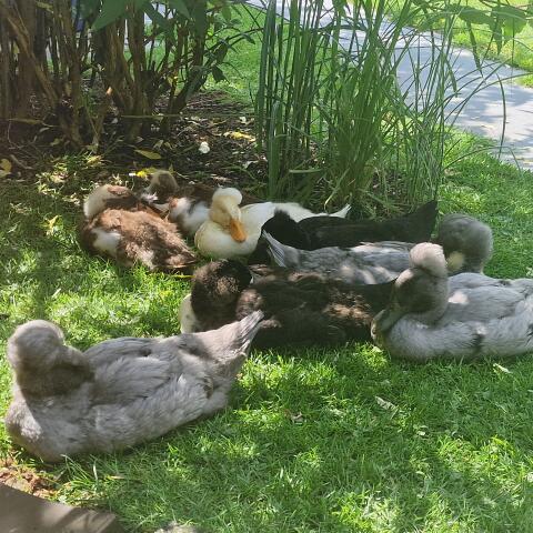 Laufente  und Enten mit kleiner Haube