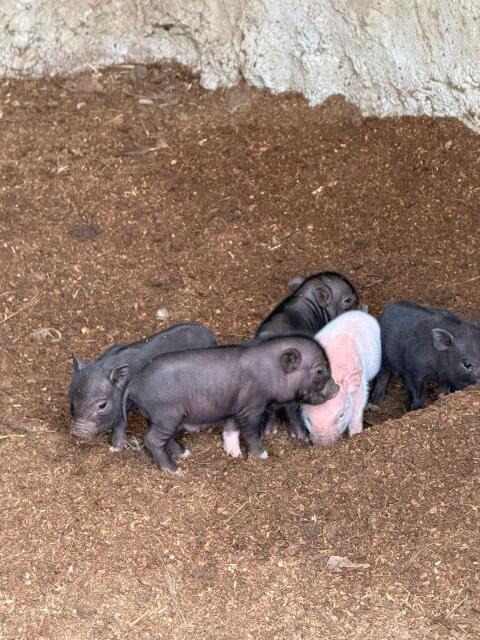 Micro-Schweine
