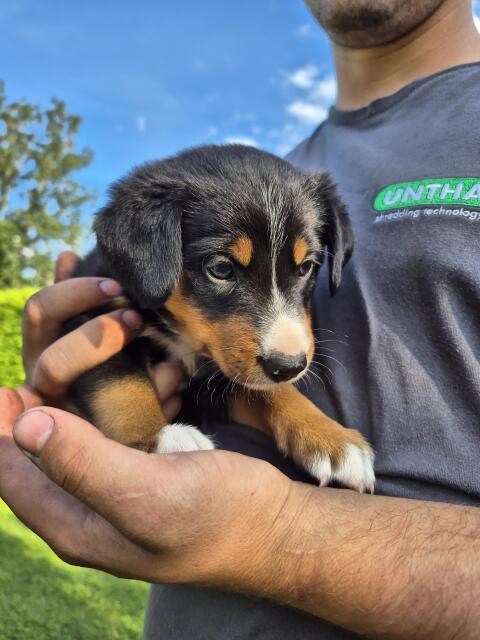 Bordercollie-Appenzeller-Mischlinge