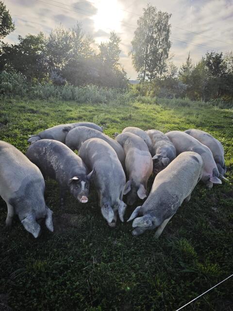 Weideschweine Freiland-Mastschweine