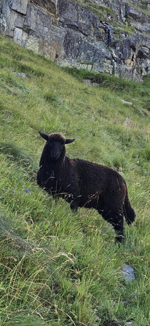 Jura-Shropshire-Mix BIO