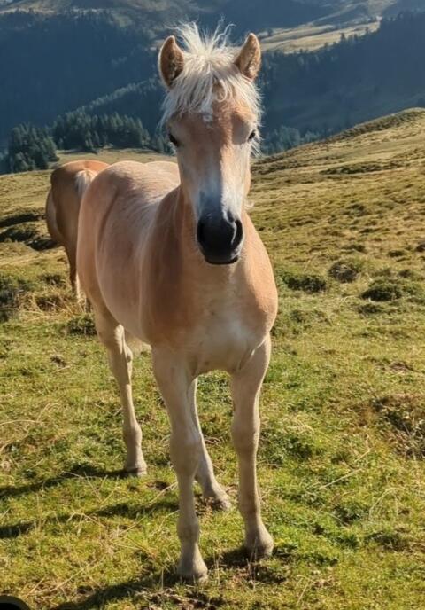 Haflinger-Junghengst mit Herz aus Gold