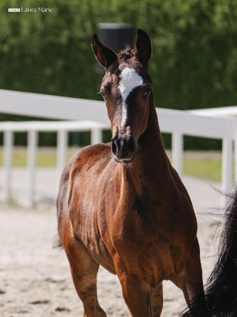 V-Power-Ballerina SA, österr. Warmblutstute