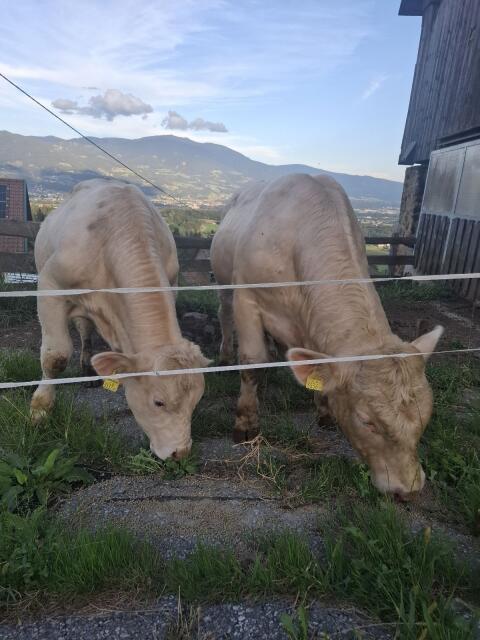 Charolais