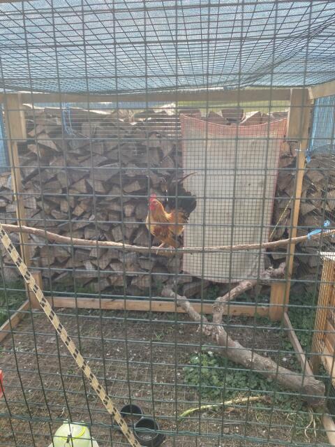 Serama Hendl, Hahn