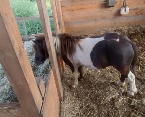 Draxls Rayn Ben BB, Mini-Shetlandpony Hengst