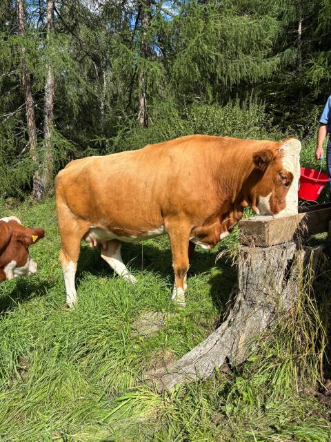 Fleckviehkalbin, hochträchtig aus langlebiger Kuhfamilie