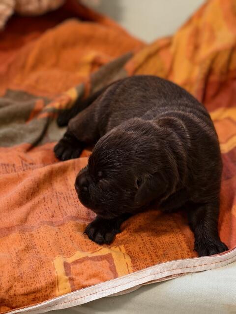 Labrador-Welpen mit Ahnentafel