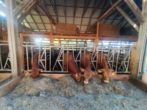 Einsteller Limousin