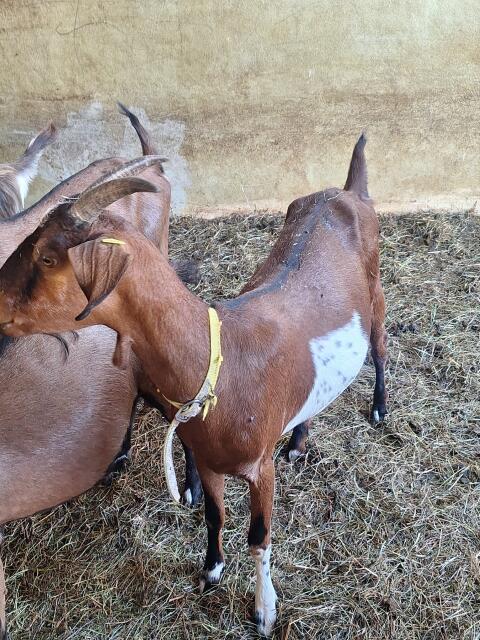 Jungziegen in Milch