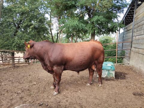 Aberdeen Angus Zuchtstier mit Abstammungsnachweis