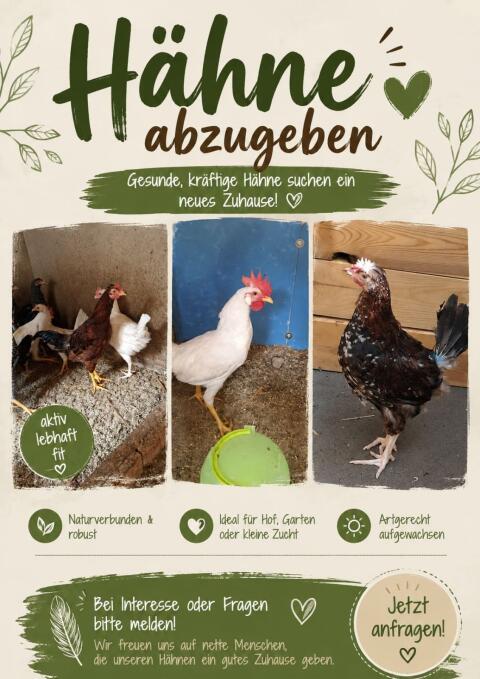 Hähne, verschiedene Rassen